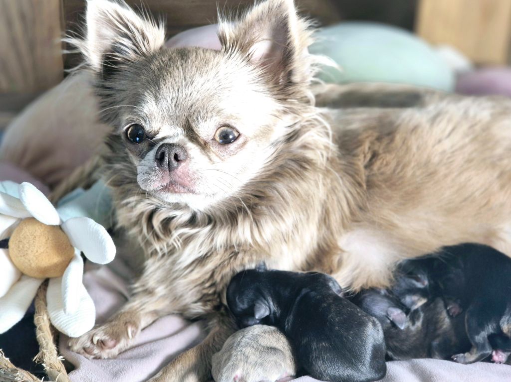 Chiot Chihuahua Des Minis Bombes