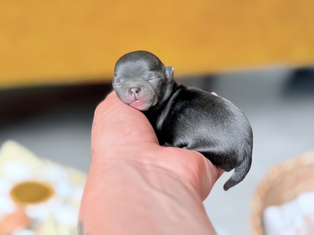 Des Minis Bombes - Chiots disponibles - Chihuahua