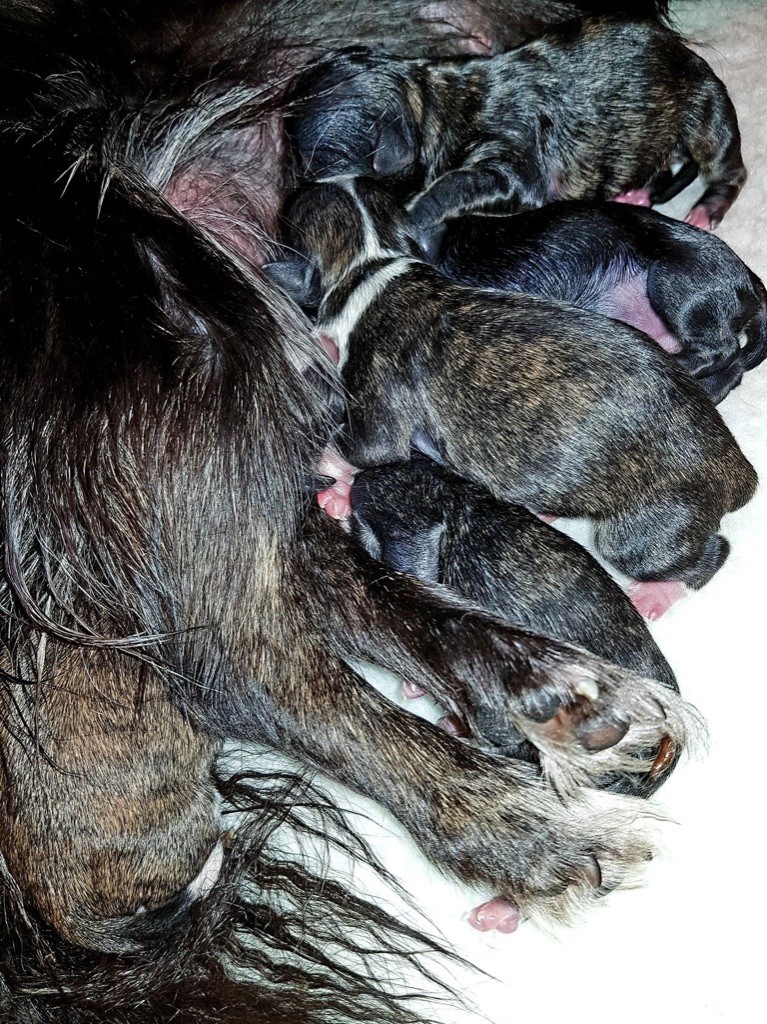 Chiot Chihuahua Des Minis Bombes