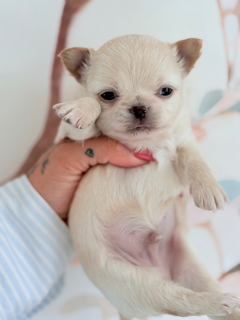 Des Minis Bombes - Chiots disponibles - Chihuahua